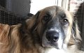 Dogs_Patio_12-2016 (14)